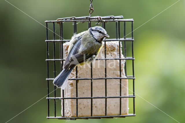 Blue Tit (Parus caeruleus)