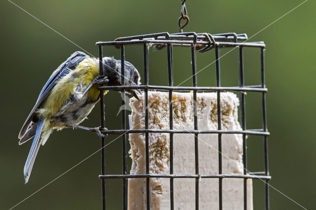 Blue Tit (Parus caeruleus)