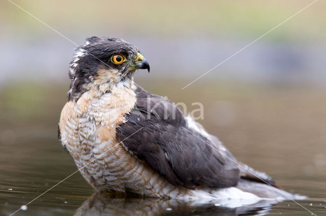 Sparrow Hawk (Accipiter nisus)