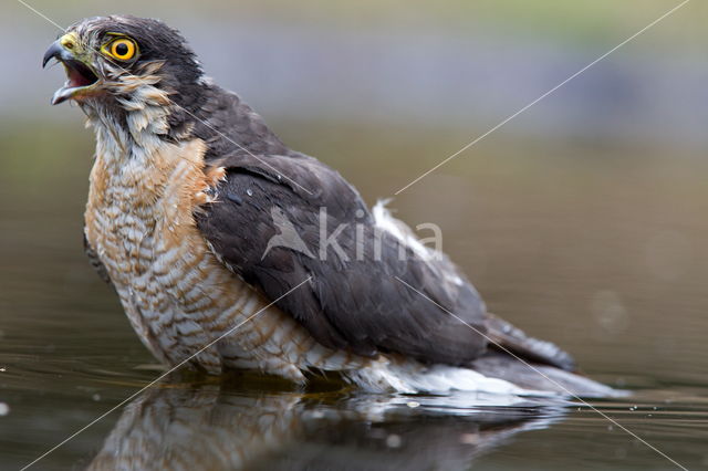 Sperwer (Accipiter nisus)