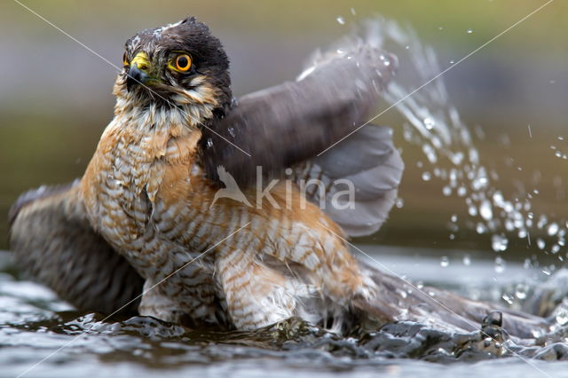 Sperwer (Accipiter nisus)