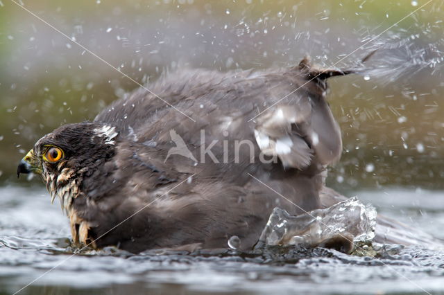 Sparrow Hawk (Accipiter nisus)