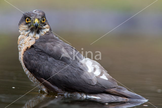 Sparrow Hawk (Accipiter nisus)