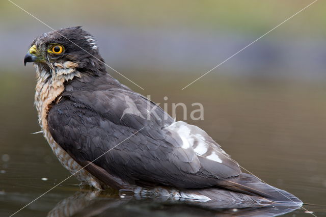 Sparrow Hawk (Accipiter nisus)