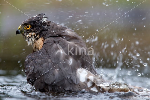 Sperwer (Accipiter nisus)