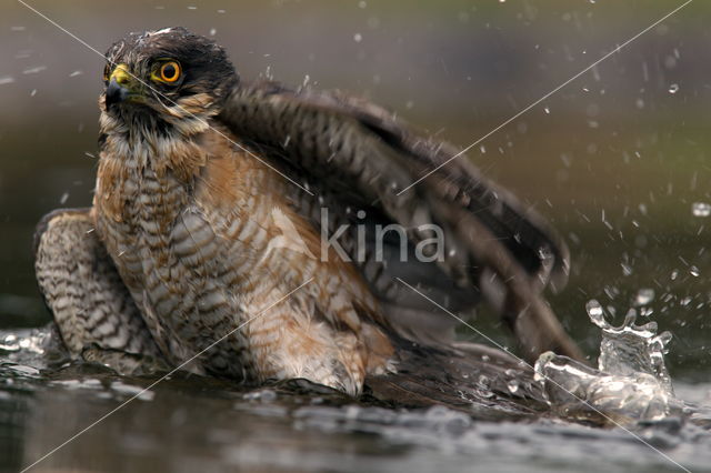 Sperwer (Accipiter nisus)