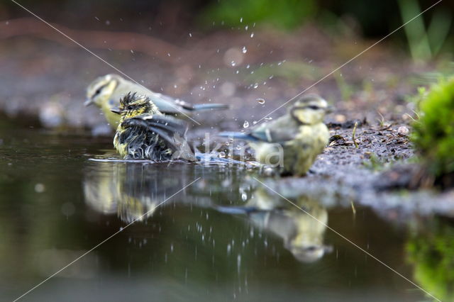 Blue Tit (Parus caeruleus)