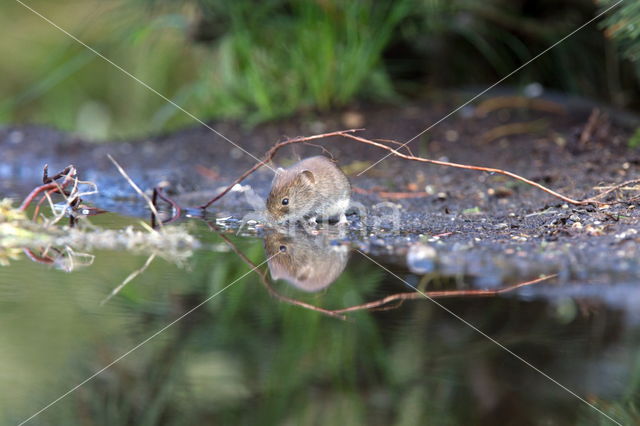 Rosse woelmuis (Myodes glareolus)