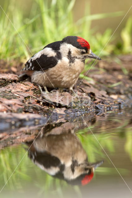 Great Spotted Woodpecker (Dendrocopos major)