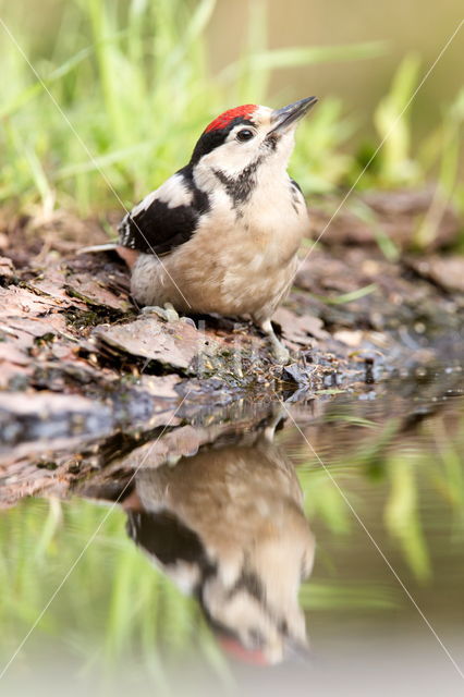 Great Spotted Woodpecker (Dendrocopos major)