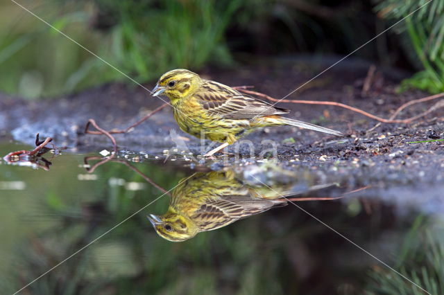 Yellowhammer (Emberiza citrinella)