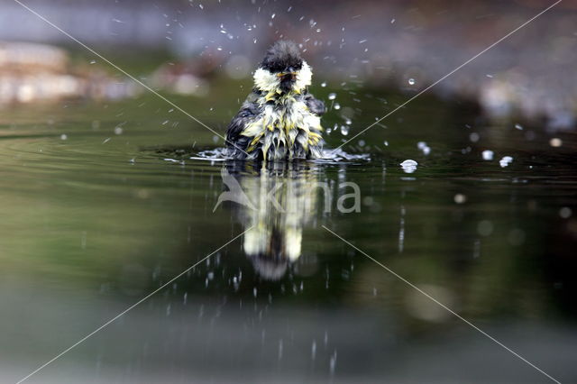 Great Tit (Parus major)