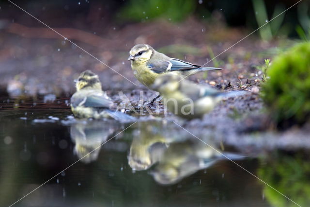 Blue Tit (Parus caeruleus)