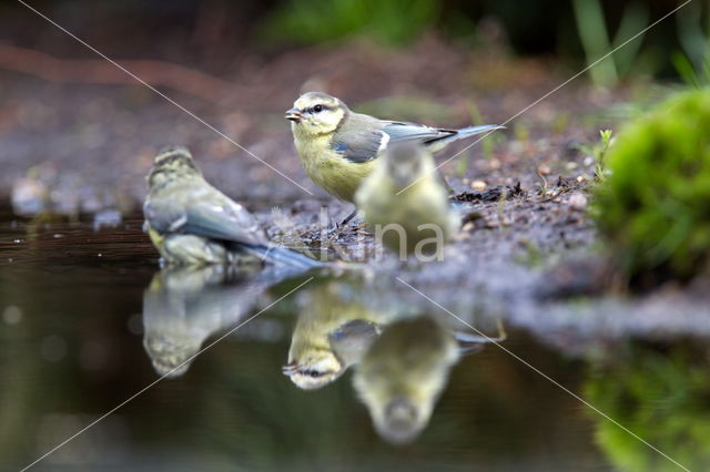 Vlaamse Gaai (Garrulus glandarius)