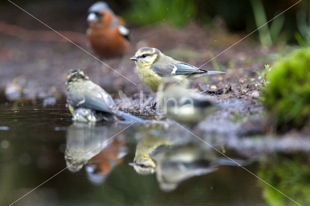 Blue Tit (Parus caeruleus)