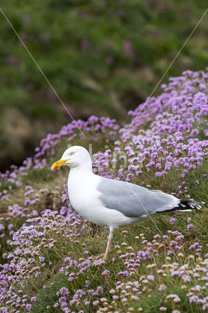 Zilvermeeuw (Larus argentatus)