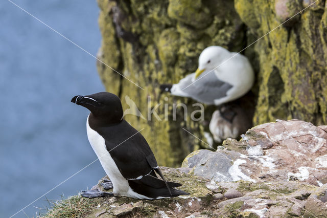 Razorbill (Alca torda)