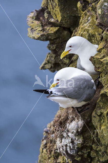 Black-legged Kittiwake (Rissa tridactyla)