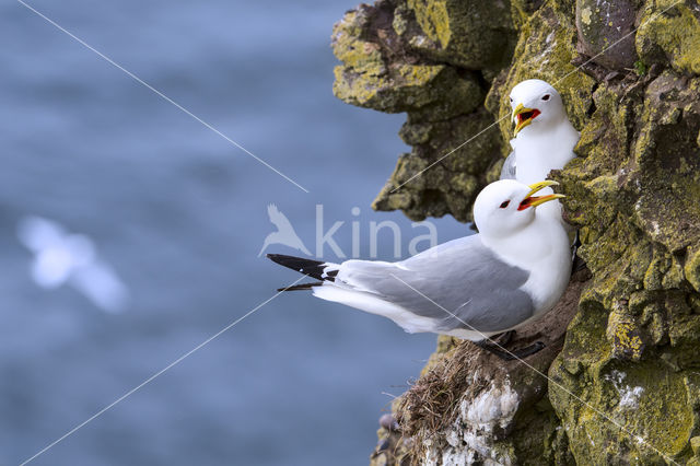 Black-legged Kittiwake (Rissa tridactyla)