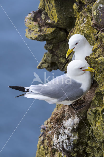 Black-legged Kittiwake (Rissa tridactyla)