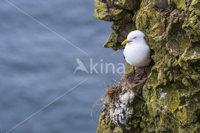 Black-legged Kittiwake (Rissa tridactyla)