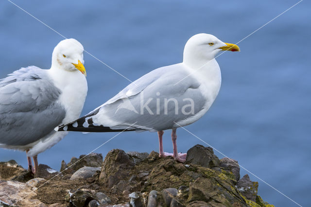 Herring Gull (Larus argentatus)