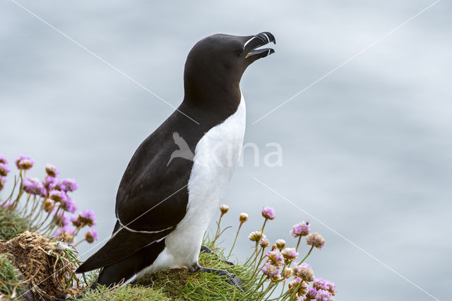 Razorbill (Alca torda)