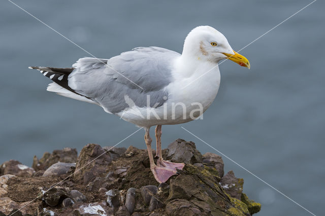 Herring Gull (Larus argentatus)