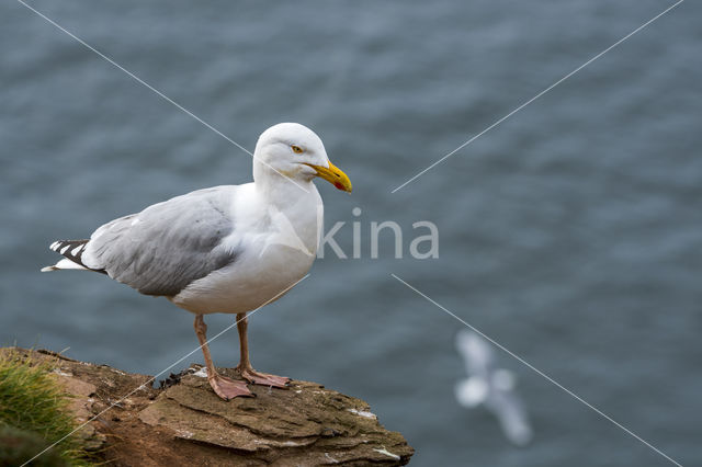 Zilvermeeuw (Larus argentatus)