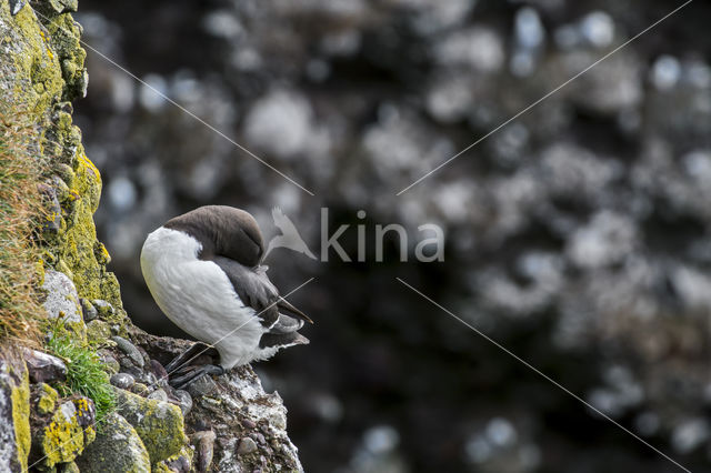 Razorbill (Alca torda)