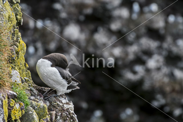 Razorbill (Alca torda)