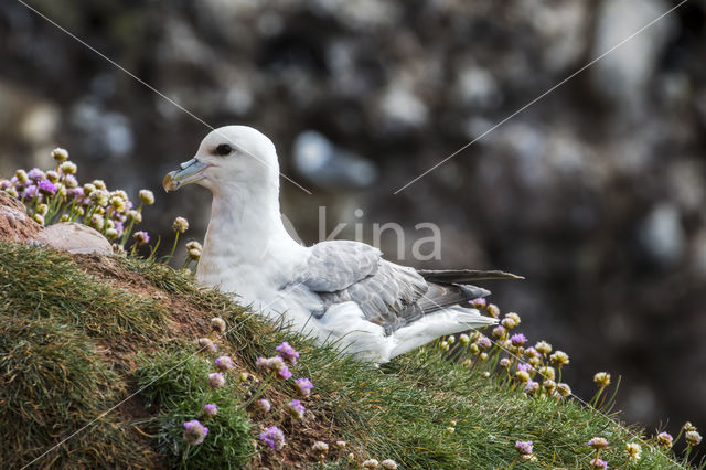 Noordse Stormvogel (Fulmarus glacialis)