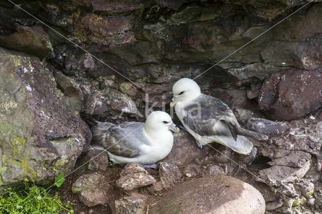 Noordse Stormvogel (Fulmarus glacialis)