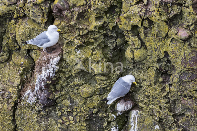 Black-legged Kittiwake (Rissa tridactyla)