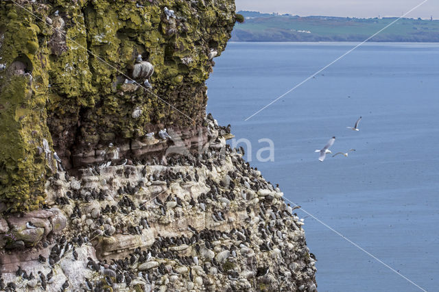 Black-legged Kittiwake (Rissa tridactyla)