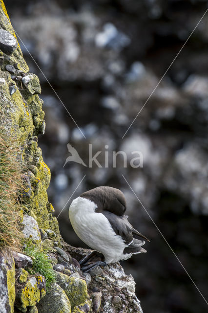 Razorbill (Alca torda)