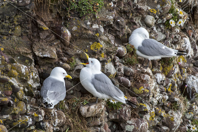 Black-legged Kittiwake (Rissa tridactyla)