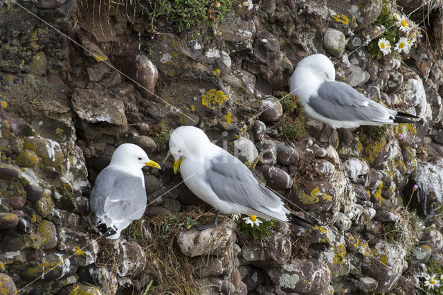 Black-legged Kittiwake (Rissa tridactyla)