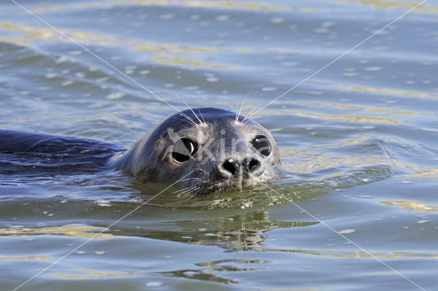 Grey Seal (Halichoerus grypus)