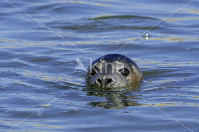 Grey Seal (Halichoerus grypus)