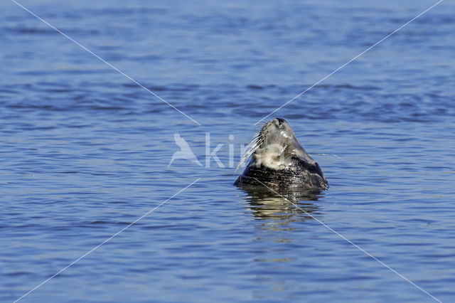 Grijze zeehond