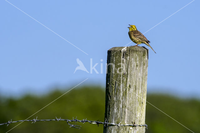 Yellowhammer (Emberiza citrinella)