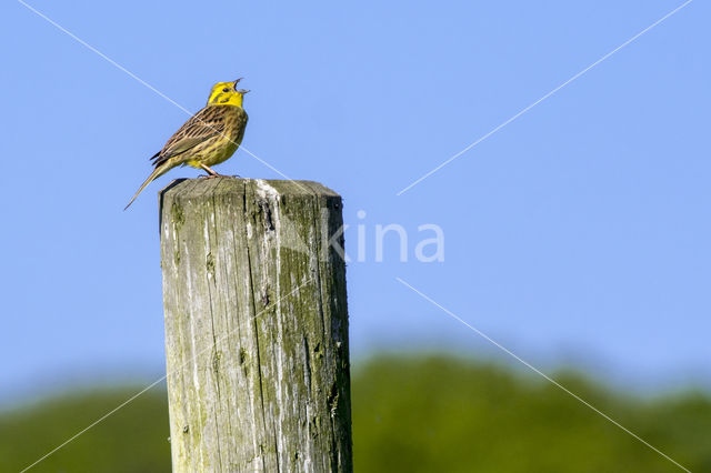 Yellowhammer (Emberiza citrinella)