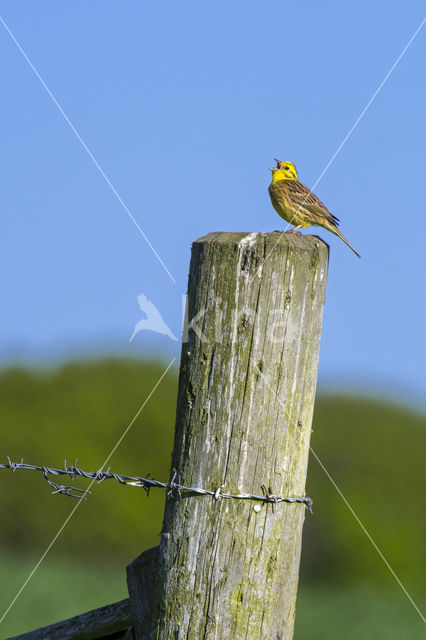 Geelgors (Emberiza citrinella)