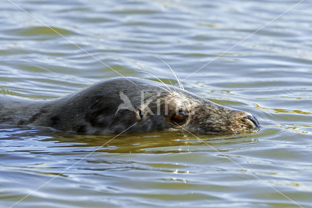 Grey Seal (Halichoerus grypus)