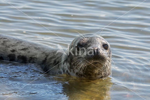 Grey Seal (Halichoerus grypus)