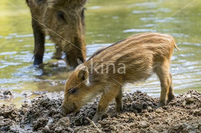 Wild Boar (Sus scrofa)