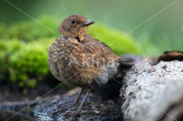 Eurasian Blackbird (Turdus merula)