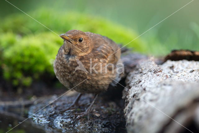 Eurasian Blackbird (Turdus merula)