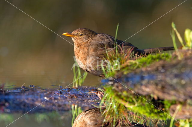 Eurasian Blackbird (Turdus merula)